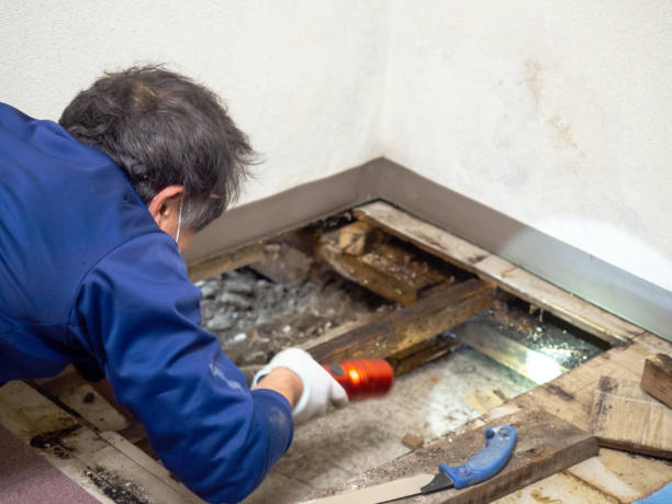 Best Residential Mold Remediation in Cocoa, FL
