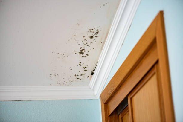 Trusted Cocoa, FL Mold Remediation Experts