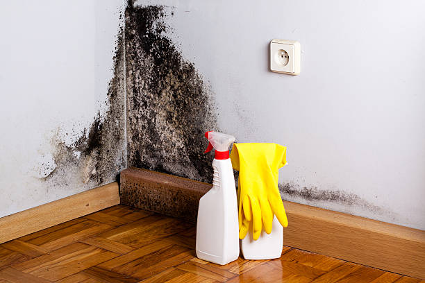 Best Post-Flood Mold Remediation in Cocoa, FL